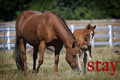 Mare and Foal